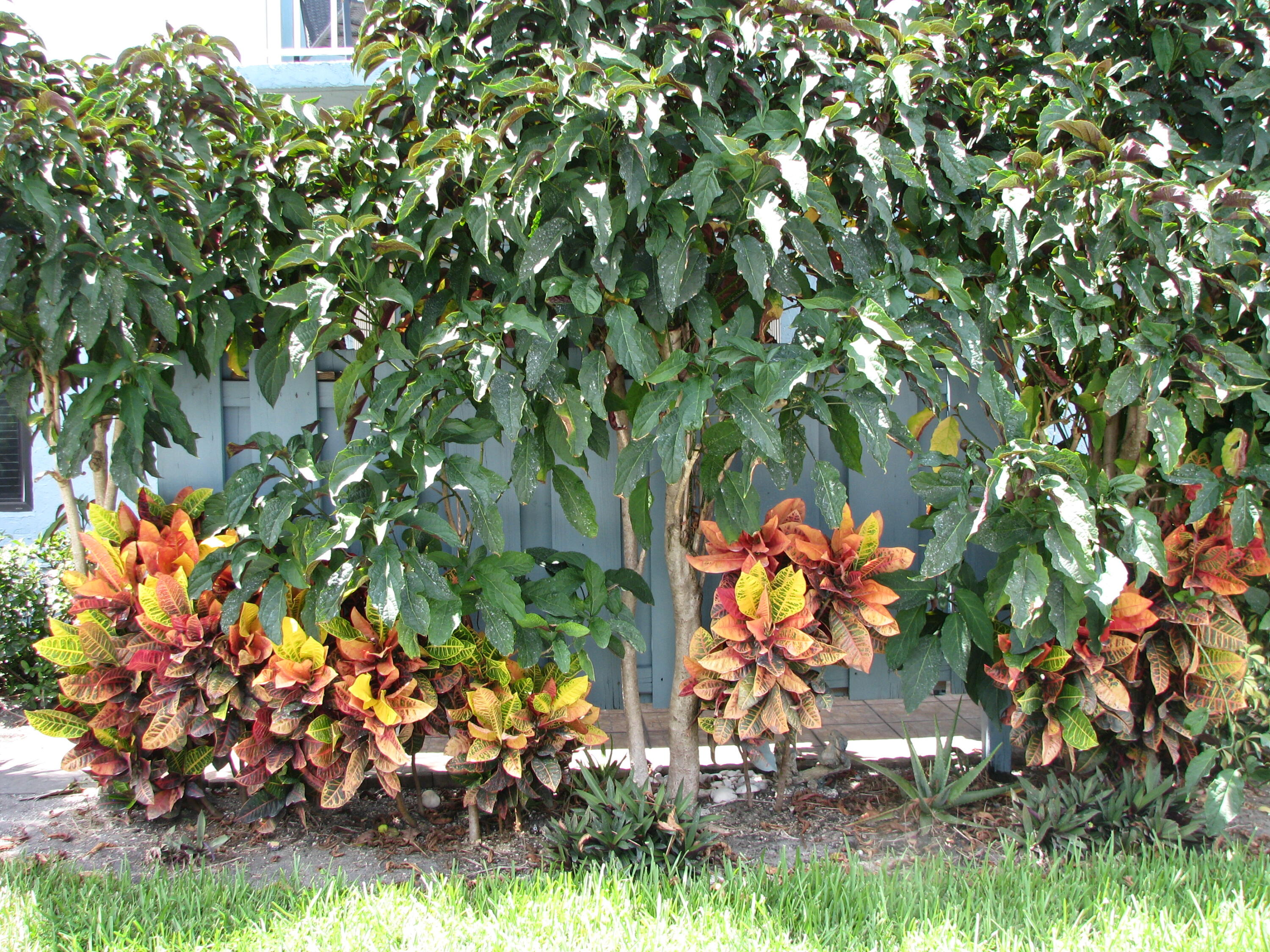 950 South Kanner Highway, Unit D4 Stuart, FL 34994 - Photo 28 of 36 a view of tree