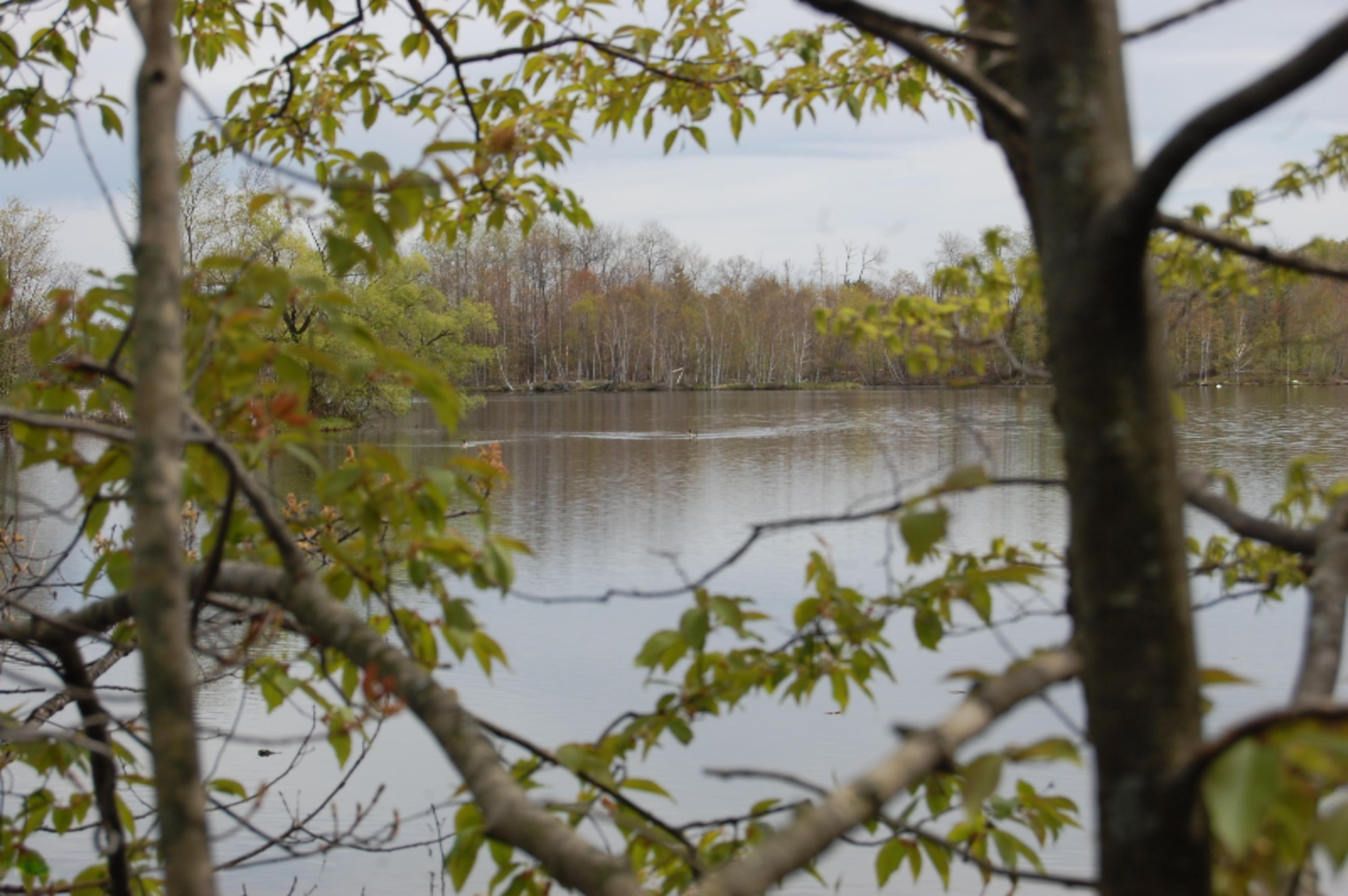 Bard Road Gladwin, MI 48624 - Photo 1 of 4 Hoop cover pic