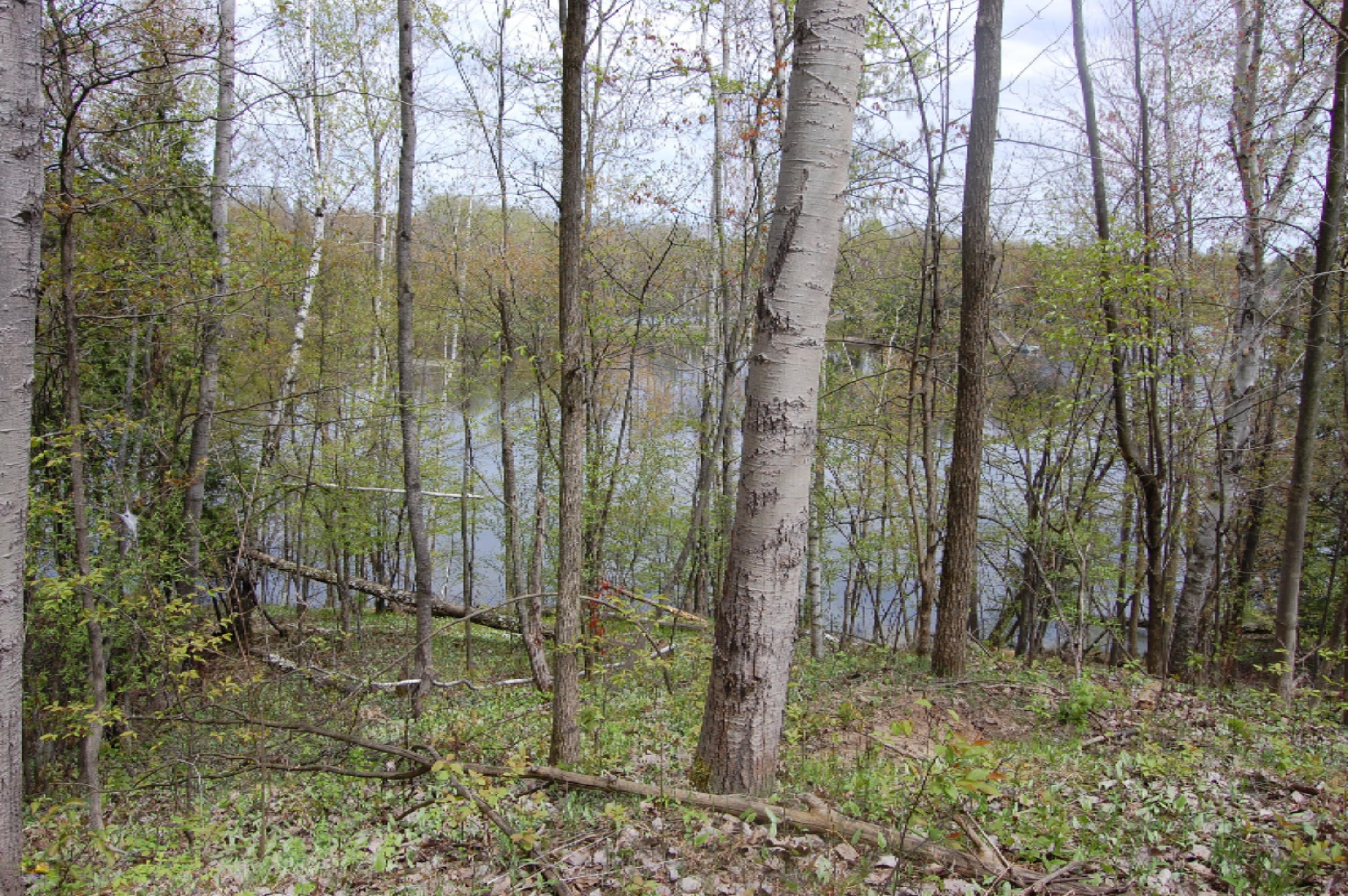 Bard Road Gladwin, MI 48624 - Photo 2 of 4 Hoop pic 2