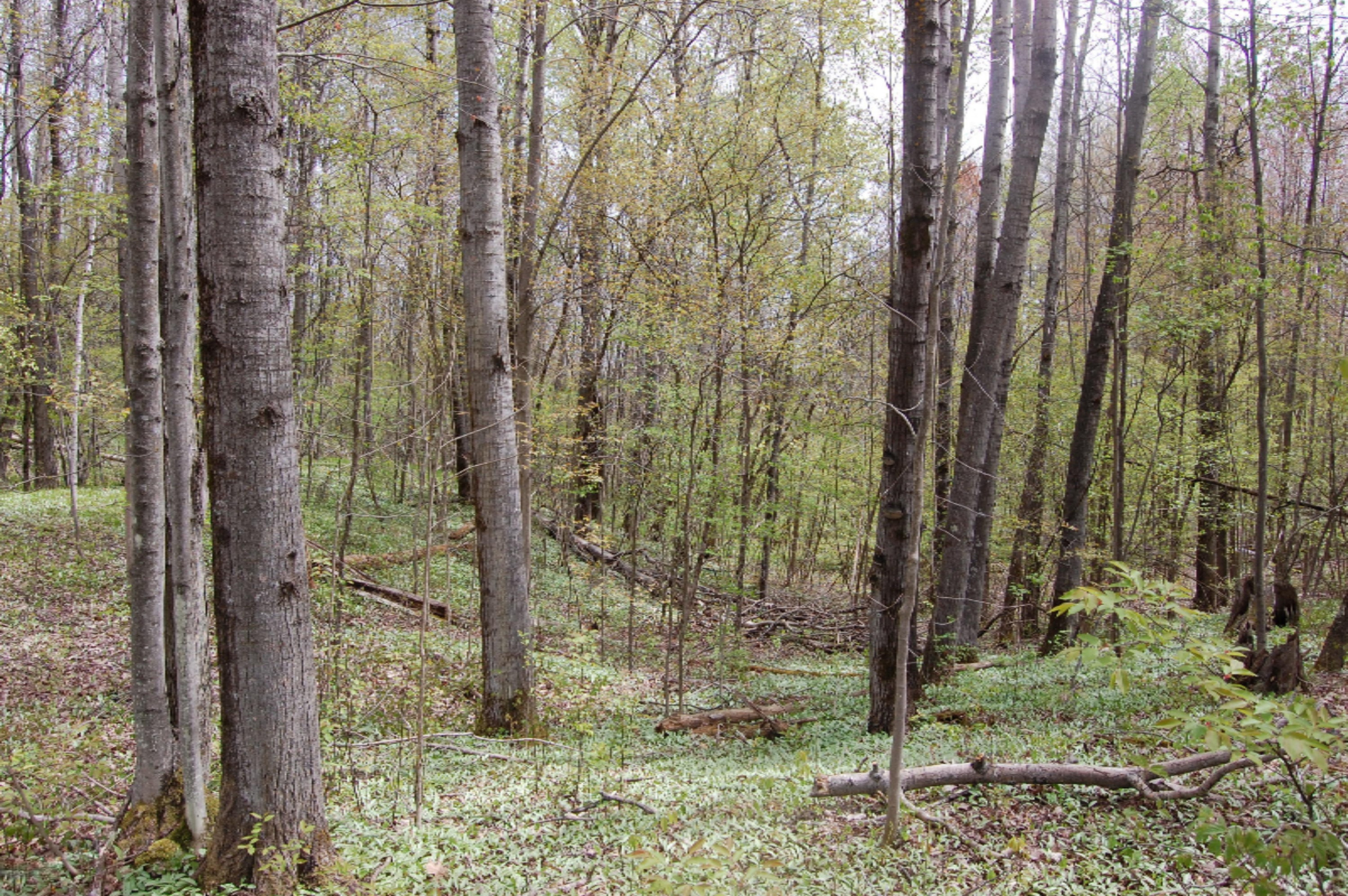 Bard Road Gladwin, MI 48624 - Photo 3 of 4 Hoop pic 3
