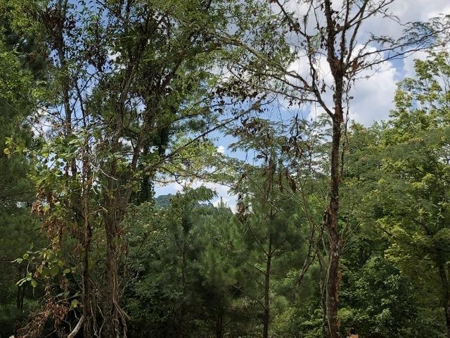 18 White Plains Road Vonore, TN 37885 - Photo 11 of 11 B8609286-C135-441F-A67E-7B60C18C07E4