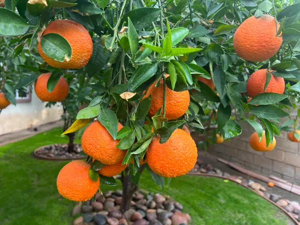 $694,900 | 41905 Trent Place, Indio, CA 92203