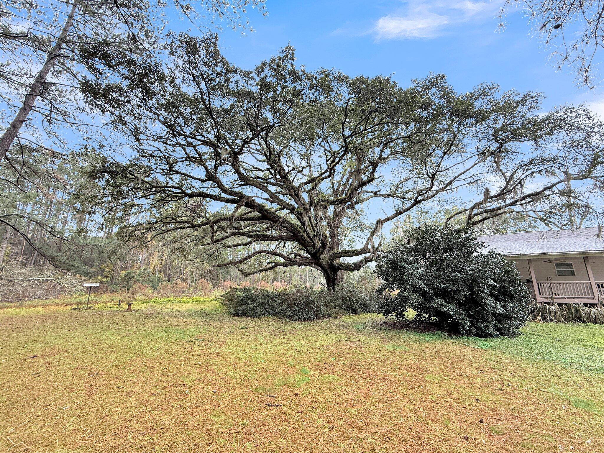 1613 Cavanaugh Road Walterboro, SC 29488 - Photo 8 of 31 CREM - 1613 Cavanaugh Rd-9