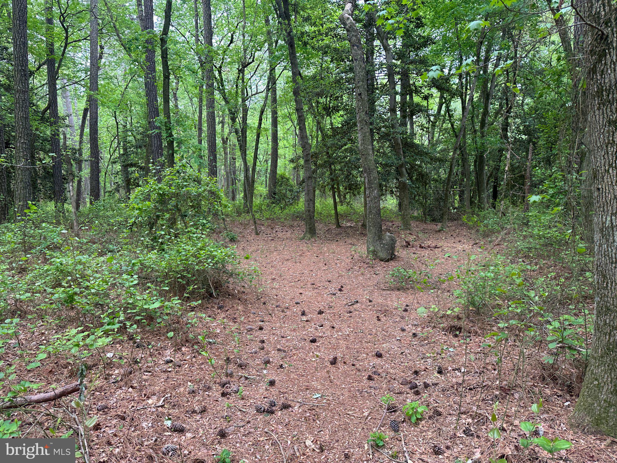 28403 Old Eden Road Eden, MD 21822 - Photo 24 of 46 a view of a forest with trees in the background