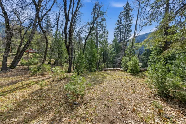 a view of a lush green space