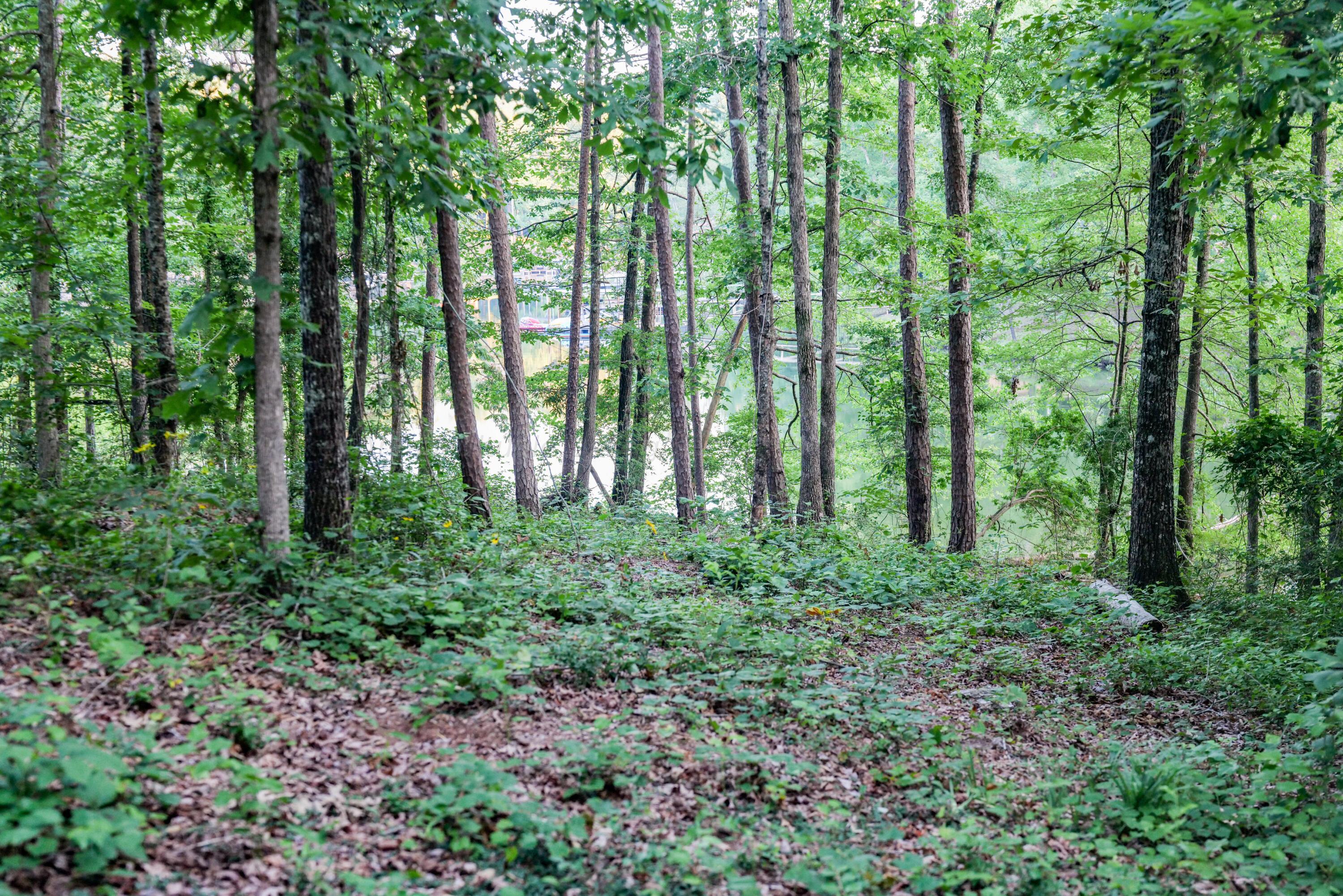Lot 2 Pinedale Shores Road Jasper, AL 35503 - Photo 7 of 24 Gallery Image 7
