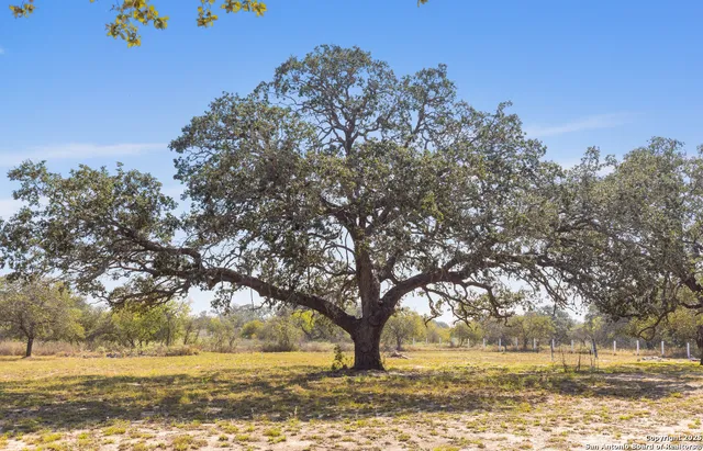 a view of yard with trees