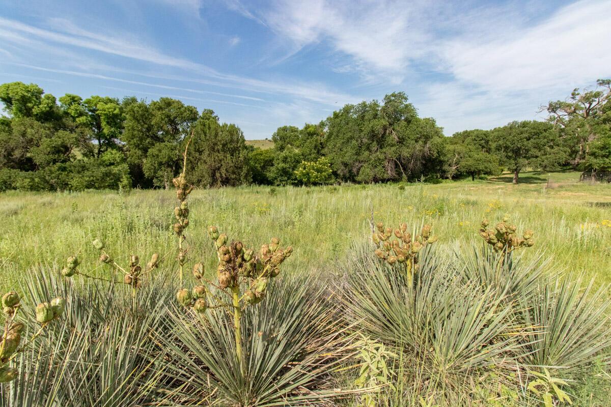 21401 Hope Road Canyon, TX 79015 - Photo 104 of 112 21401_Hope_Rd_084_Pasture