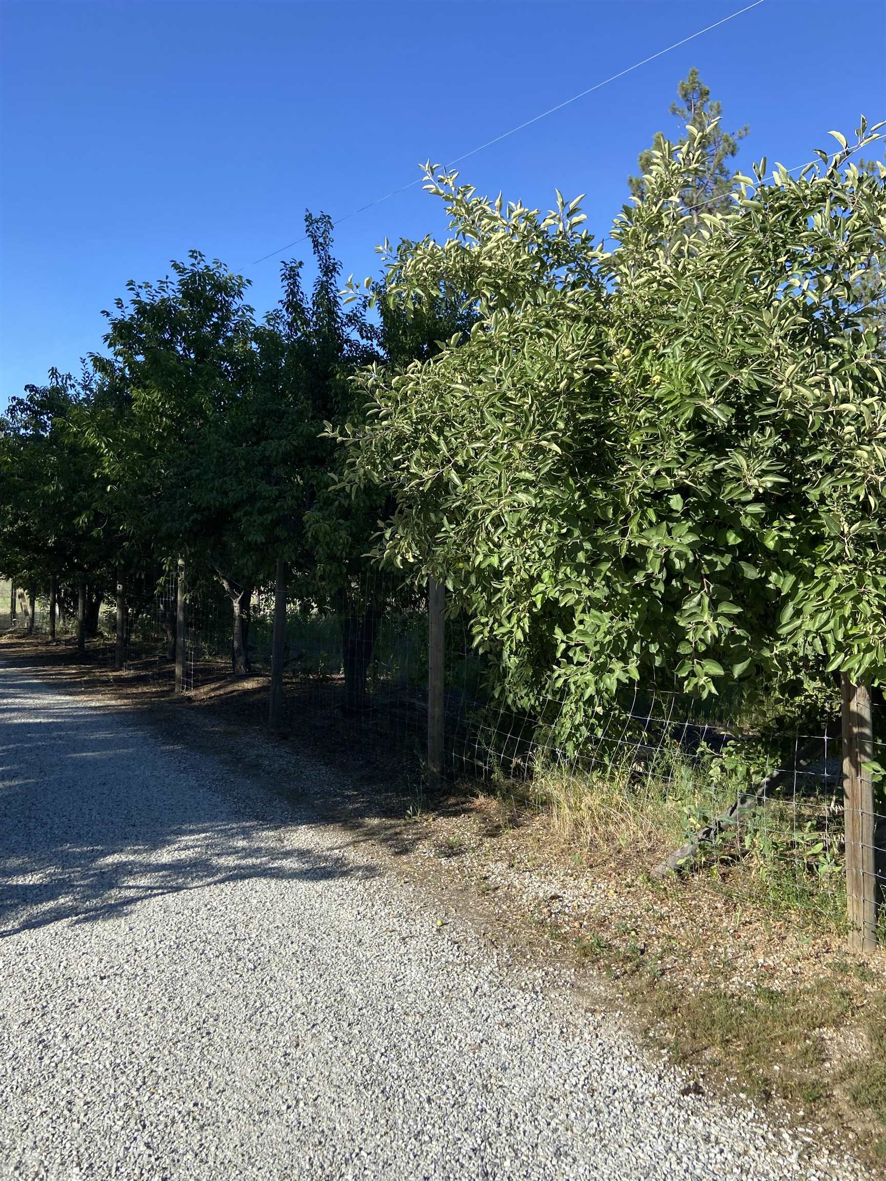 4878 Rail Canyon Road Springdale, WA 99173 - Photo 39 of 46