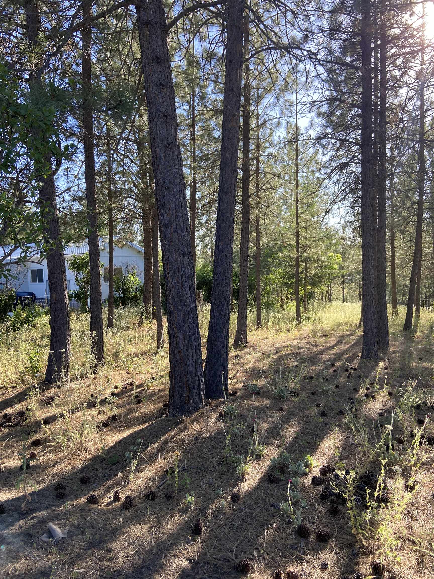 4878 Rail Canyon Road Springdale, WA 99173 - Photo 41 of 46