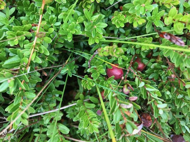 Lot 13 Pleasant Hill Road Brunswick, ME 04011 - Photo 24 of 29 IMG_9401