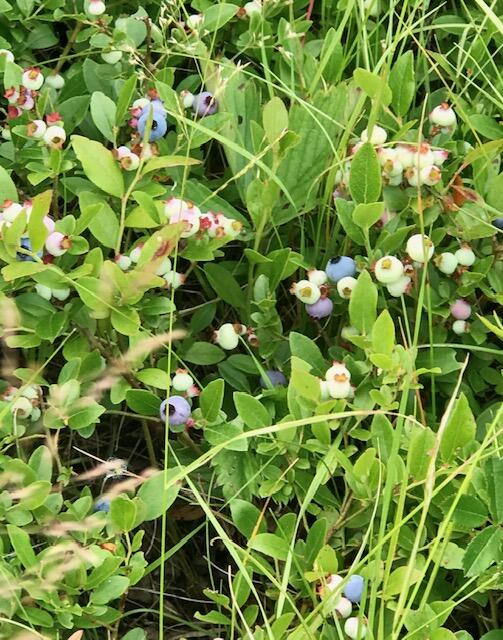 Lot 13 Pleasant Hill Road Brunswick, ME 04011 - Photo 25 of 29 FullSizeRender_4