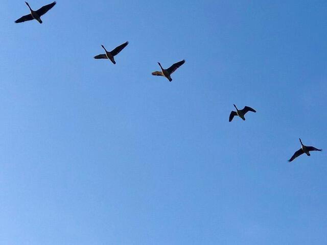 Lot 13 Pleasant Hill Road Brunswick, ME 04011 - Photo 26 of 29 FullSizeRender_14