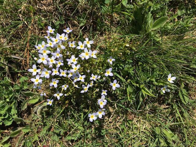 Lot 13 Pleasant Hill Road Brunswick, ME 04011 - Photo 27 of 29 IMG_1374