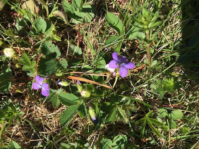 Lot 13 Pleasant Hill Road Brunswick, ME 04011 - Photo 28 of 29 IMG_1376