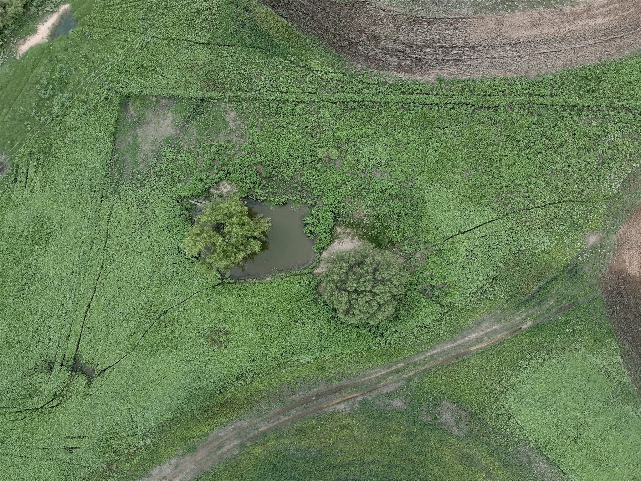 0 Cunningham Road Nocona, TX 76255 - Photo 2 of 10 a view of a garden