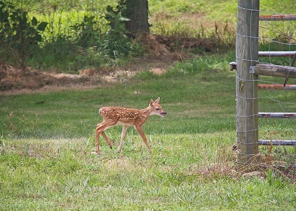 1466 Berea Church Road Lebanon, TN 37087 - Photo 89 of 93 Gallery Image 89