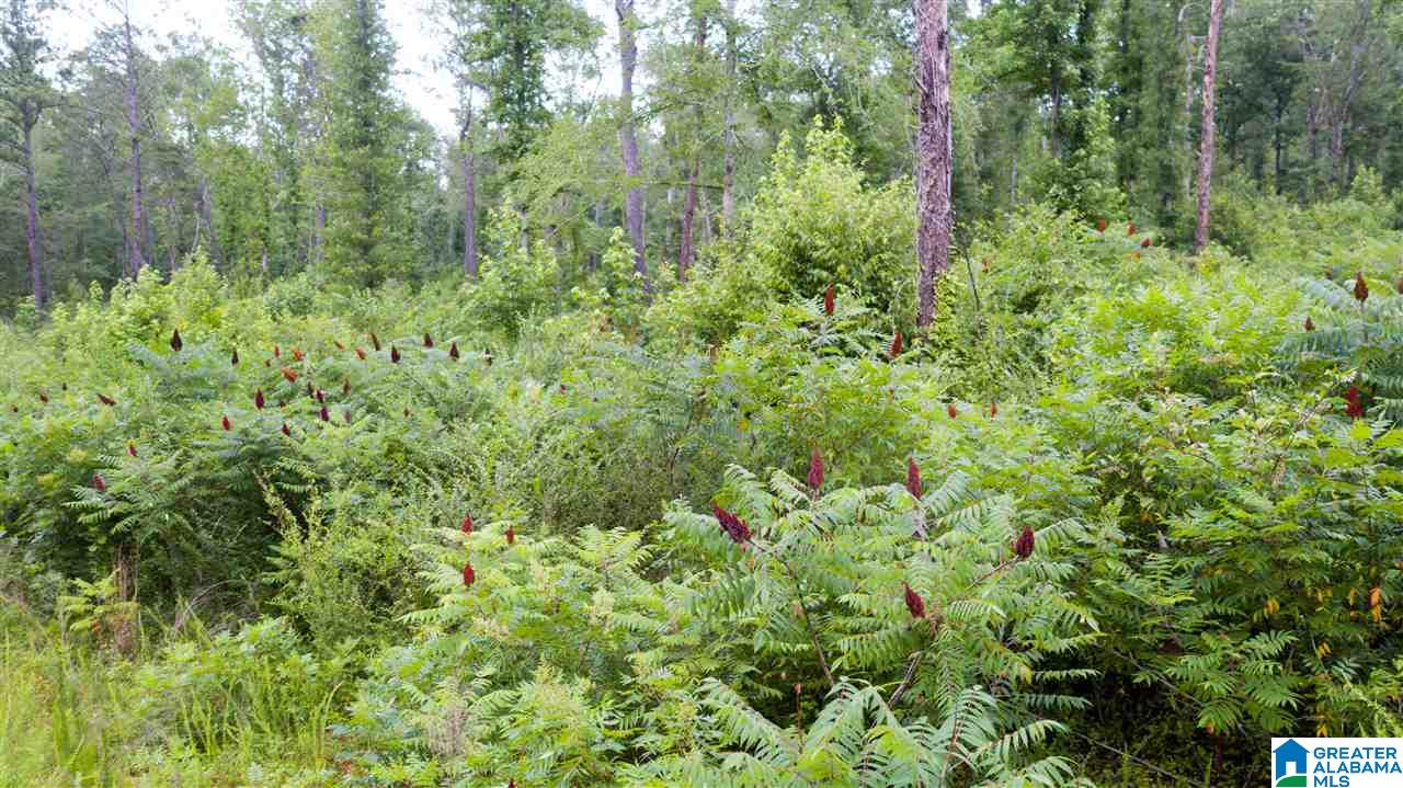 180 Gibson Road, Unit 76 / ACRES OFF GIBSON R Columbiana, AL 35051 - Photo 28 of 50