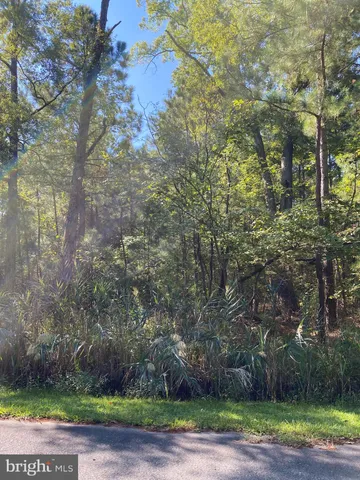 a tree in the middle of a yard