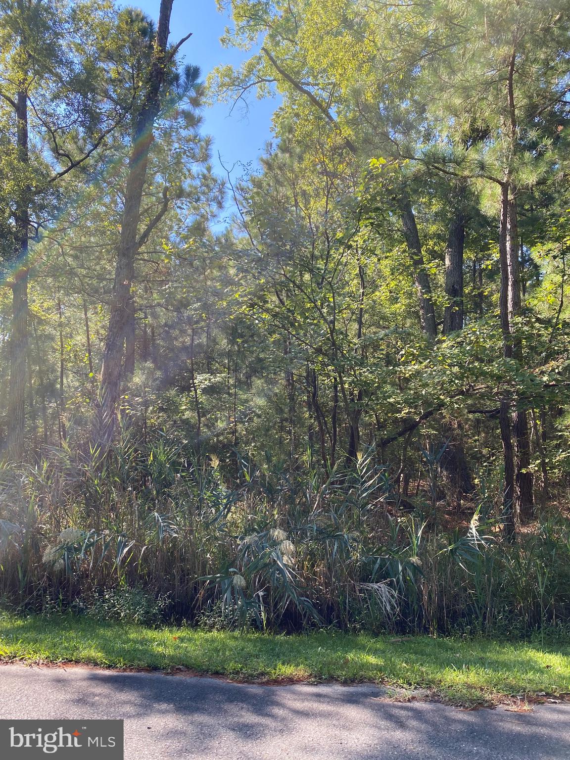 a tree in the middle of a yard