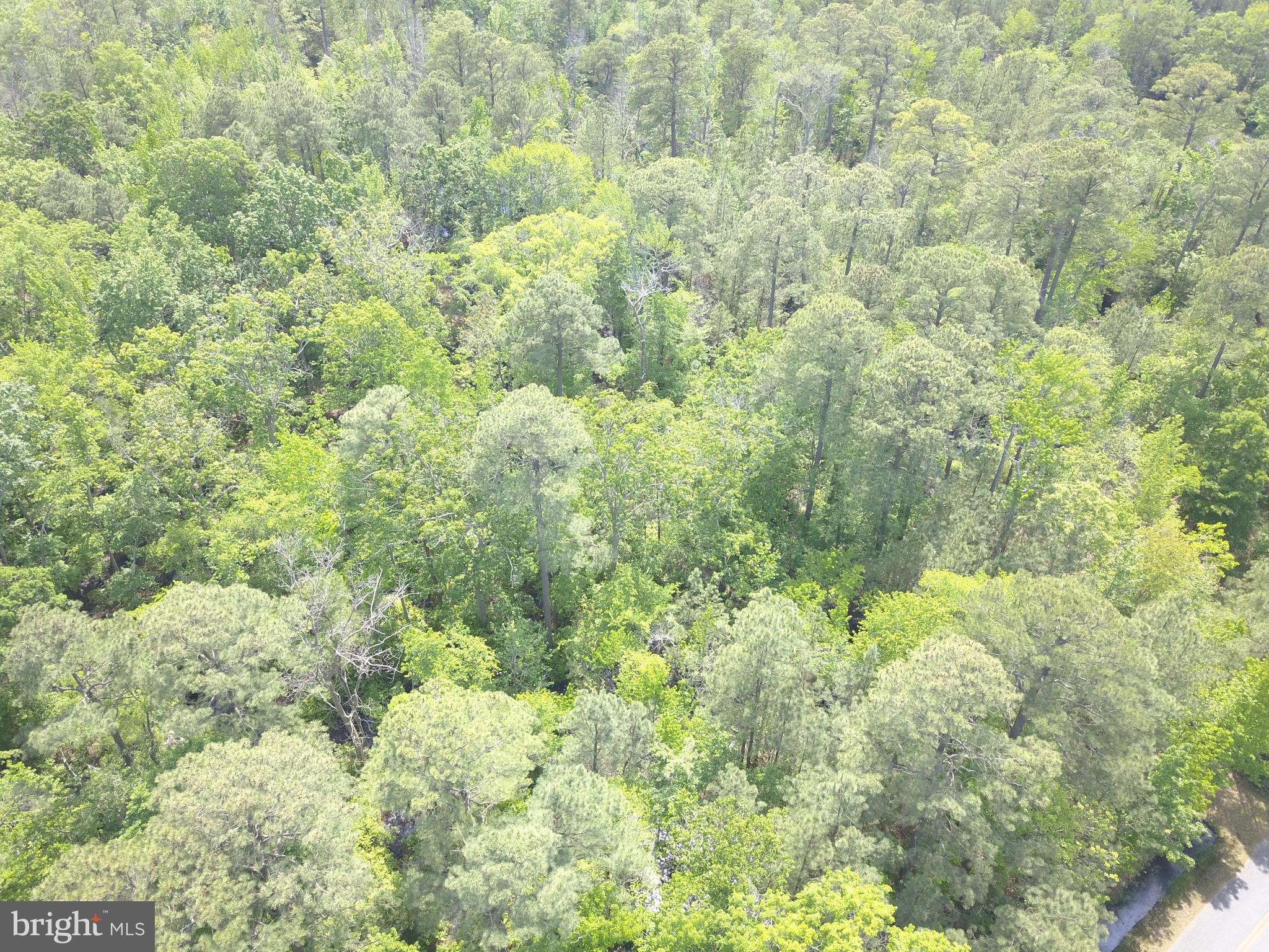Parsons Drive Madison, MD 21648 - Photo 16 of 21 a view of a forest with an outdoor space