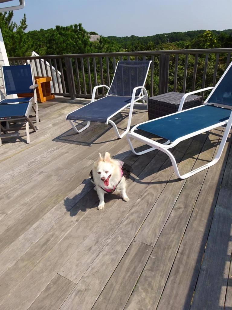 51 9th Street Wellfleet, MA 02667 - Photo 22 of 35 a view of a swimming pool with a patio