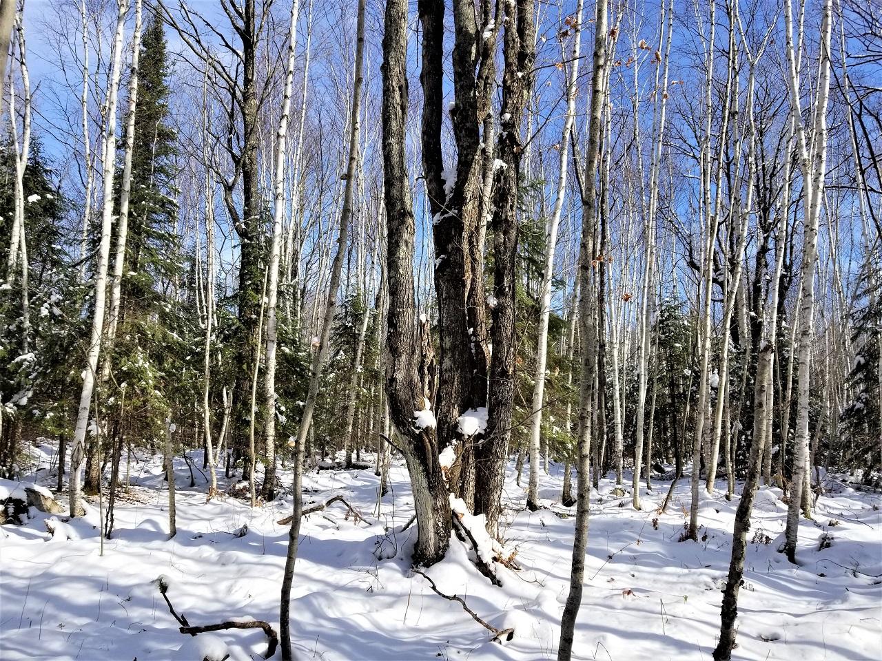Lot 24 Nathan Pass Mercer, WI 54547 - Photo 4 of 13 Gallery Image 4