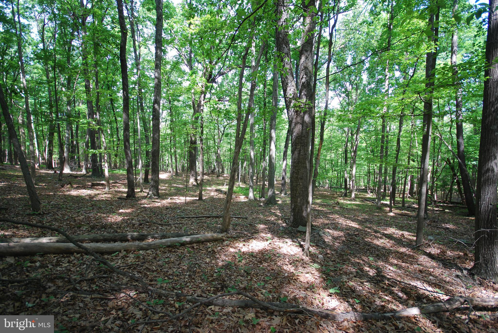 Lot 67 Mill Mountain Road Romney, WV 26757 - Photo 8 of 40