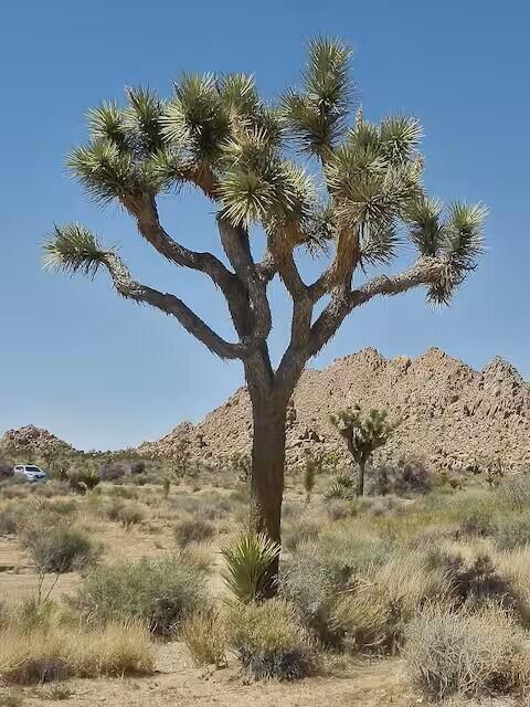 49527 Wayne Street Indio, CA 92201 - Photo 135 of 147 141