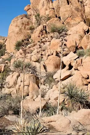 $5,000 | 49527 Wayne Street, Indio, CA 92201