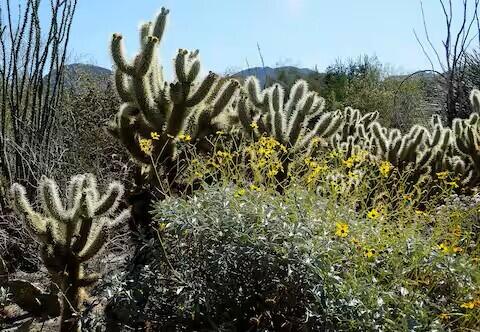 49527 Wayne Street Indio, CA 92201 - Photo 147 of 147 a view of a bunch of plants