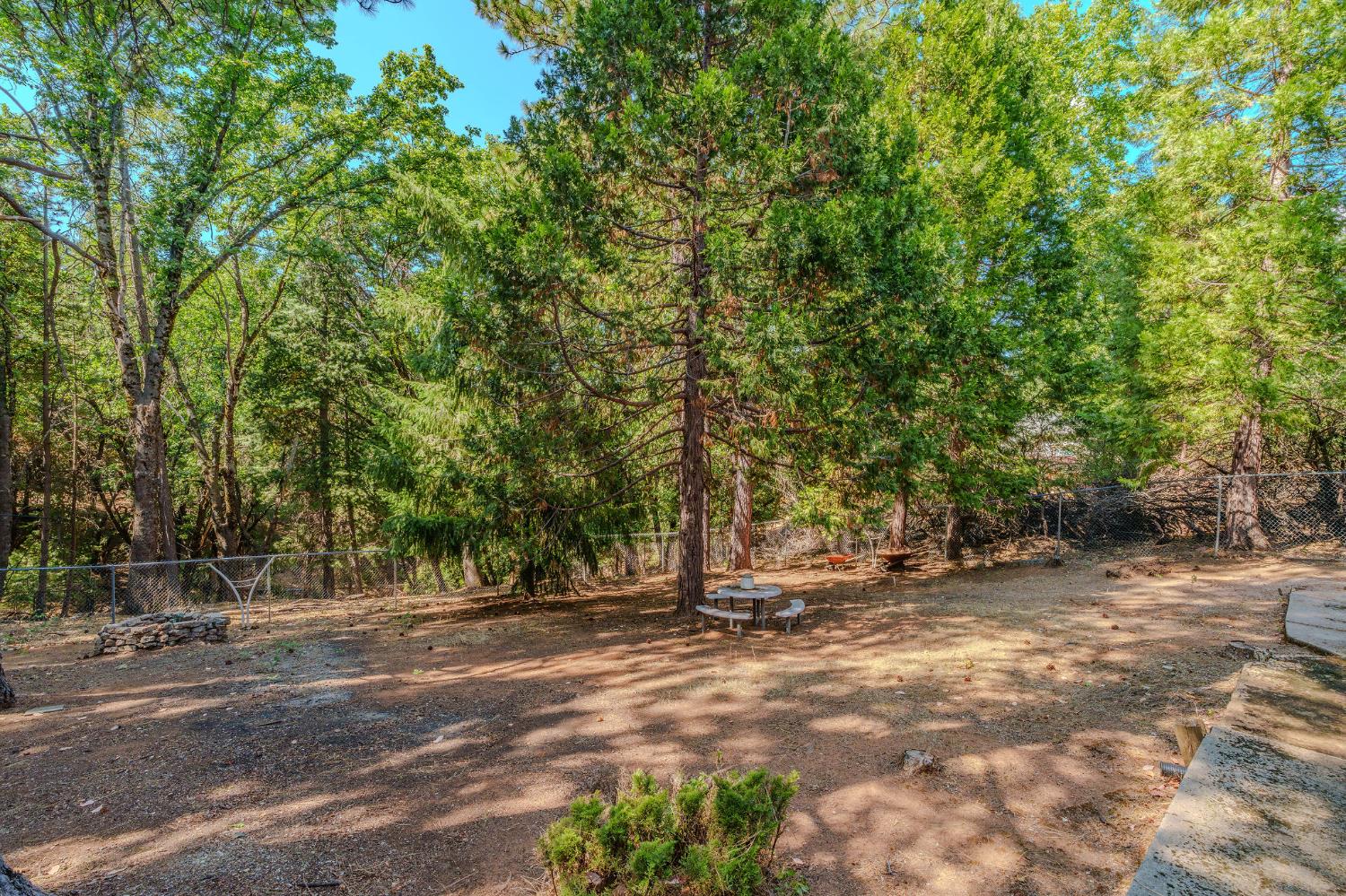 26019 Ridge Drive Pioneer, CA 95666 - Photo 60 of 75 a view of a tree in the middle of a yard
