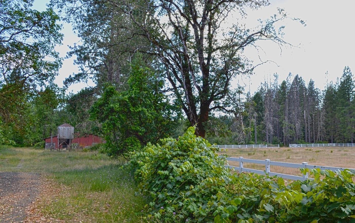 1321 Rockydale Road Cave Junction, OR 97523 - Photo 7 of 35 barn, grape vines and pasture