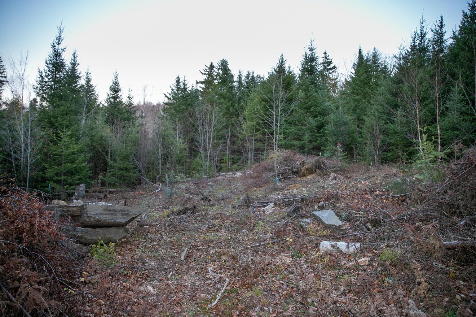 Lot 16 Mill Brook Road Sandy River Plt, ME 04970 - Photo 12 of 44 20221110162846353368000000-o