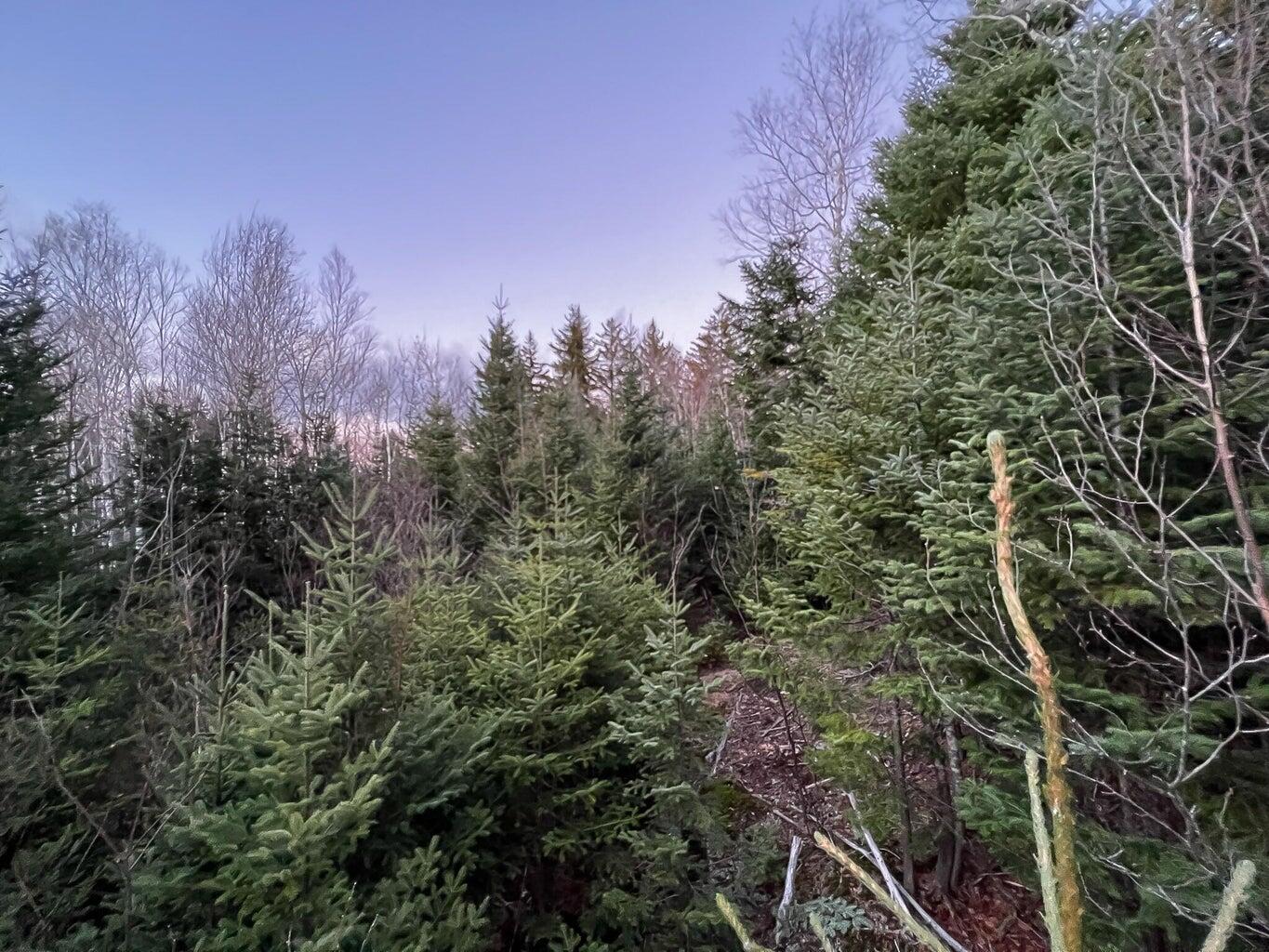 Lot 16 Mill Brook Road Sandy River Plt, ME 04970 - Photo 19 of 44 20221110164145214802000000-o