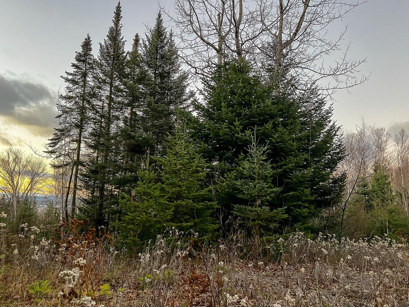 Lot 16 Mill Brook Road Sandy River Plt, ME 04970 - Photo 20 of 44 20221110164150810635000000-o