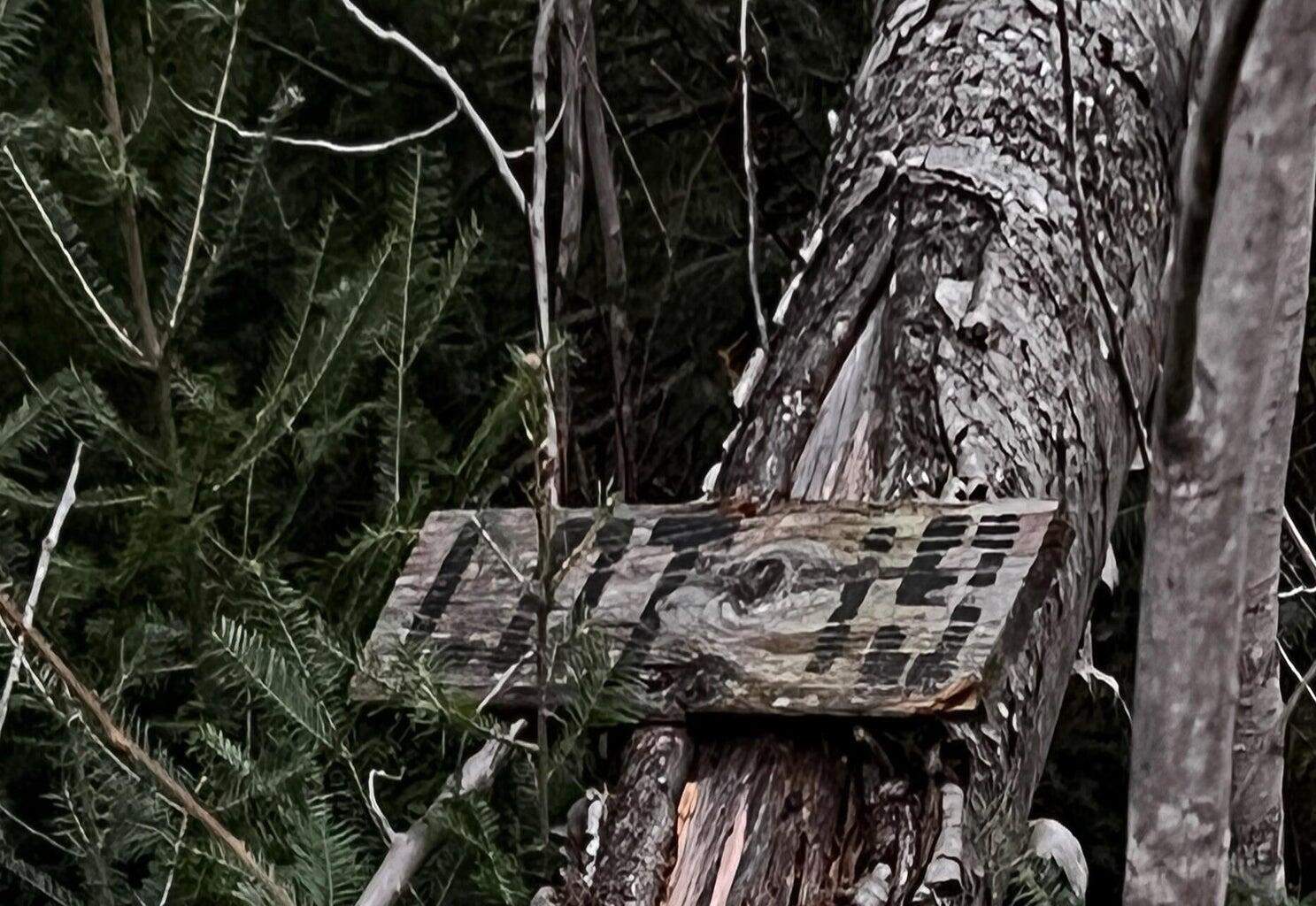 Lot 16 Mill Brook Road Sandy River Plt, ME 04970 - Photo 23 of 44 20221110172104314926000000-o