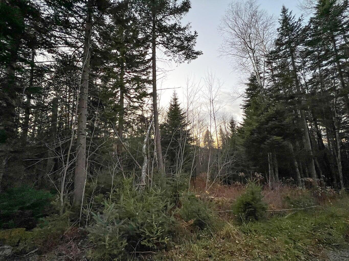 Lot 16 Mill Brook Road Sandy River Plt, ME 04970 - Photo 24 of 44 20221110172120722513000000-o