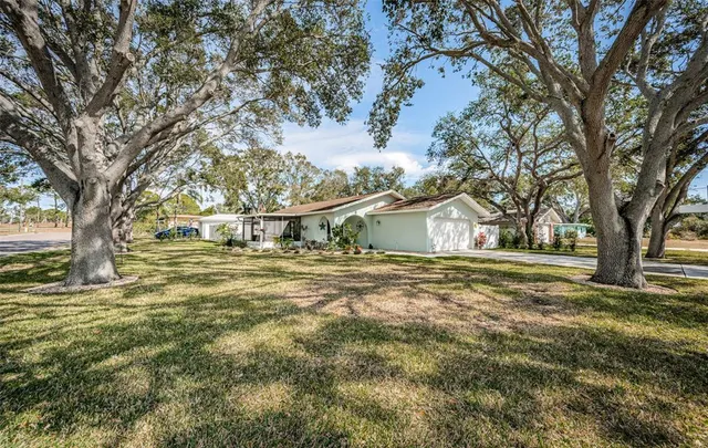 a view of a large trees with large tree