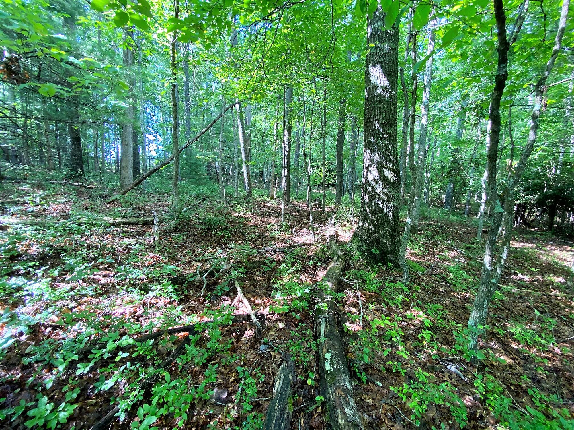 Coleman Cliff Road Frankford, WV 24938 - Photo 21 of 49 Gallery Image 21