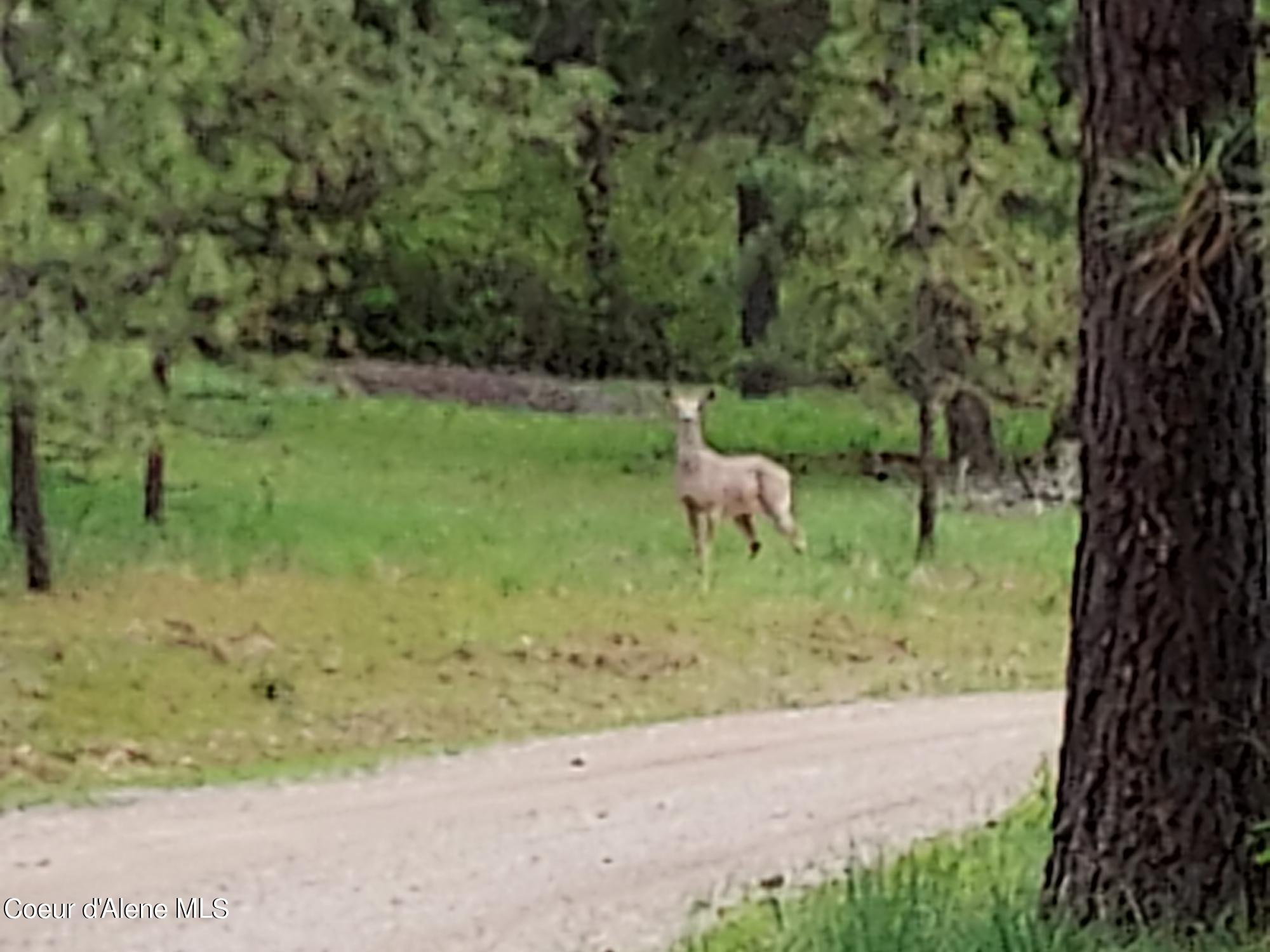 Nka East Canton Lane Harrison, ID 83833 - Photo 8 of 21 Saying Hi