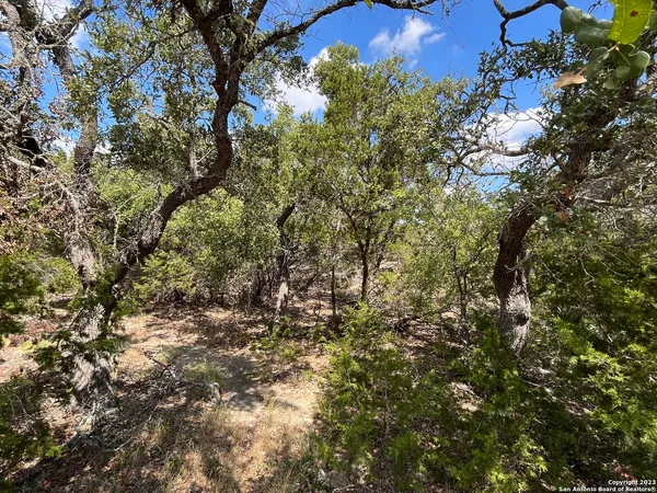 a view of a tree