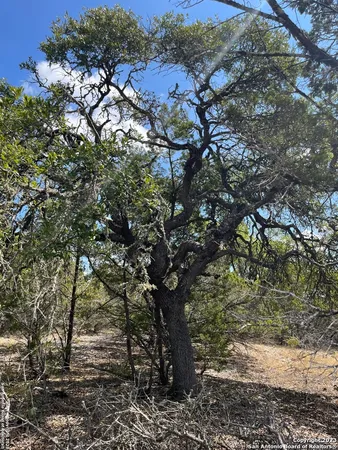 a view of a forest with a tree