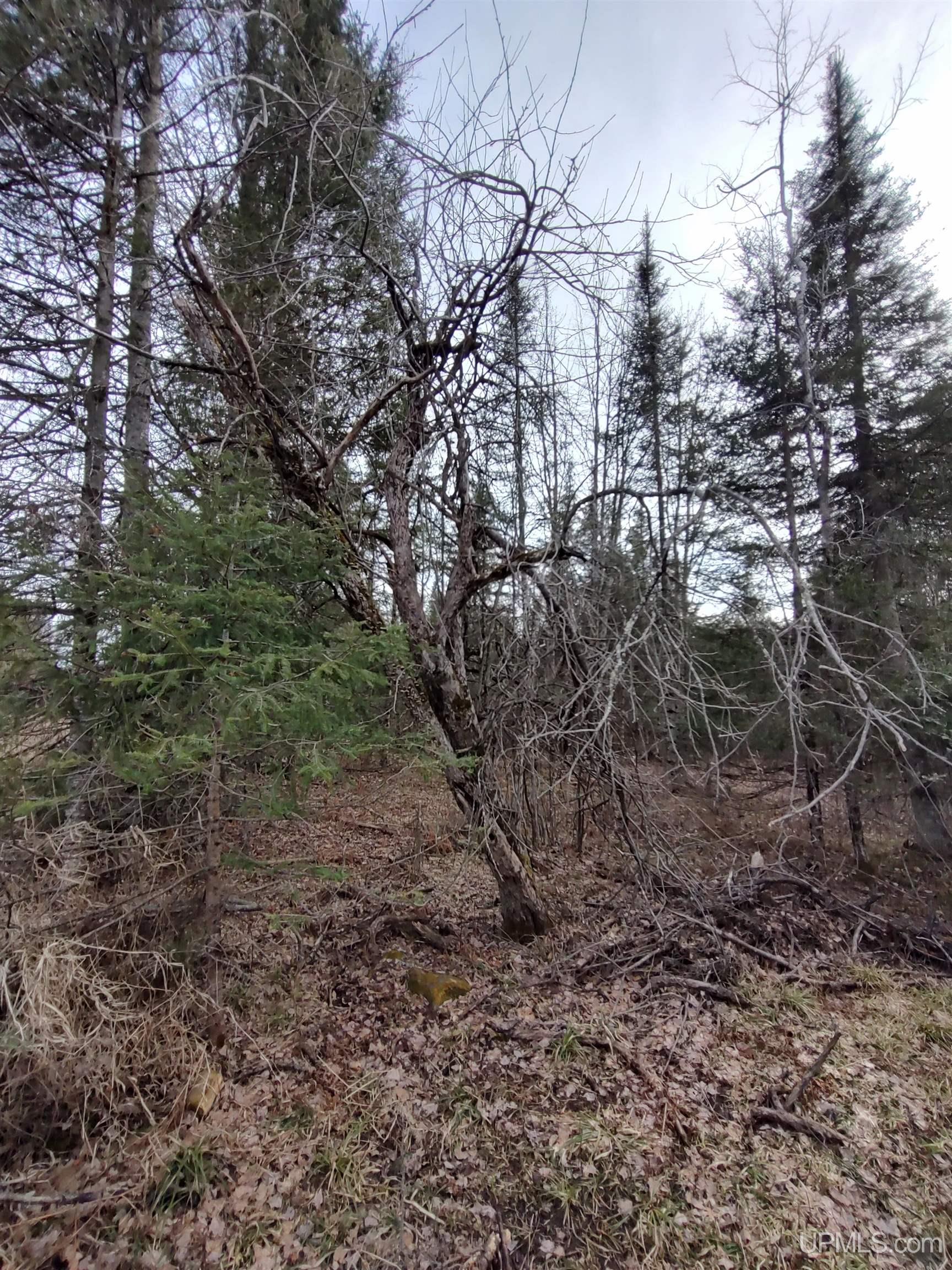40-acres Trombley 35th Road Rock, MI 49880 - Photo 26 of 62