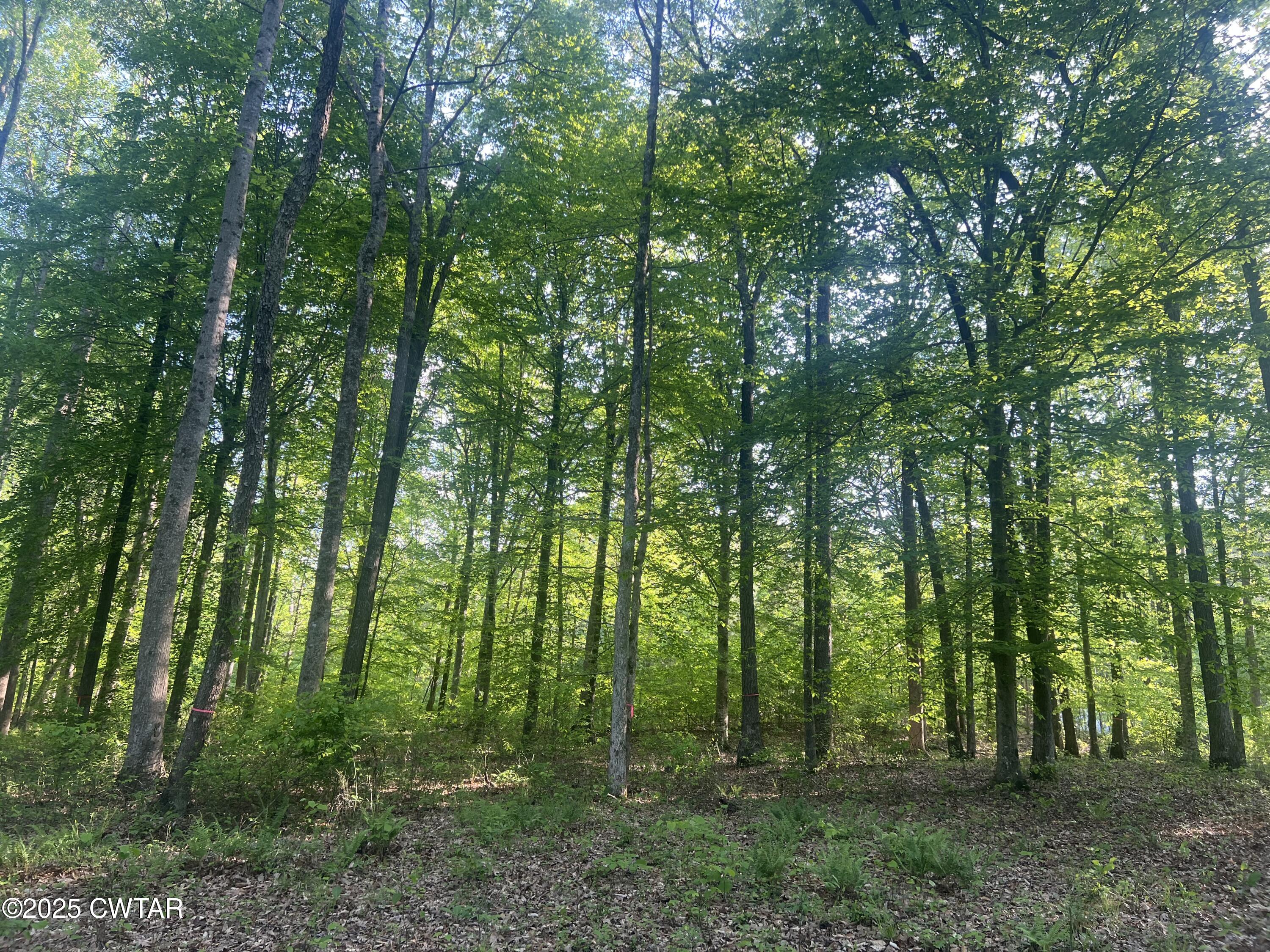 0 Excalibur Trail Cedar Grove, TN 38321 - Photo 6 of 10 IMG_7821