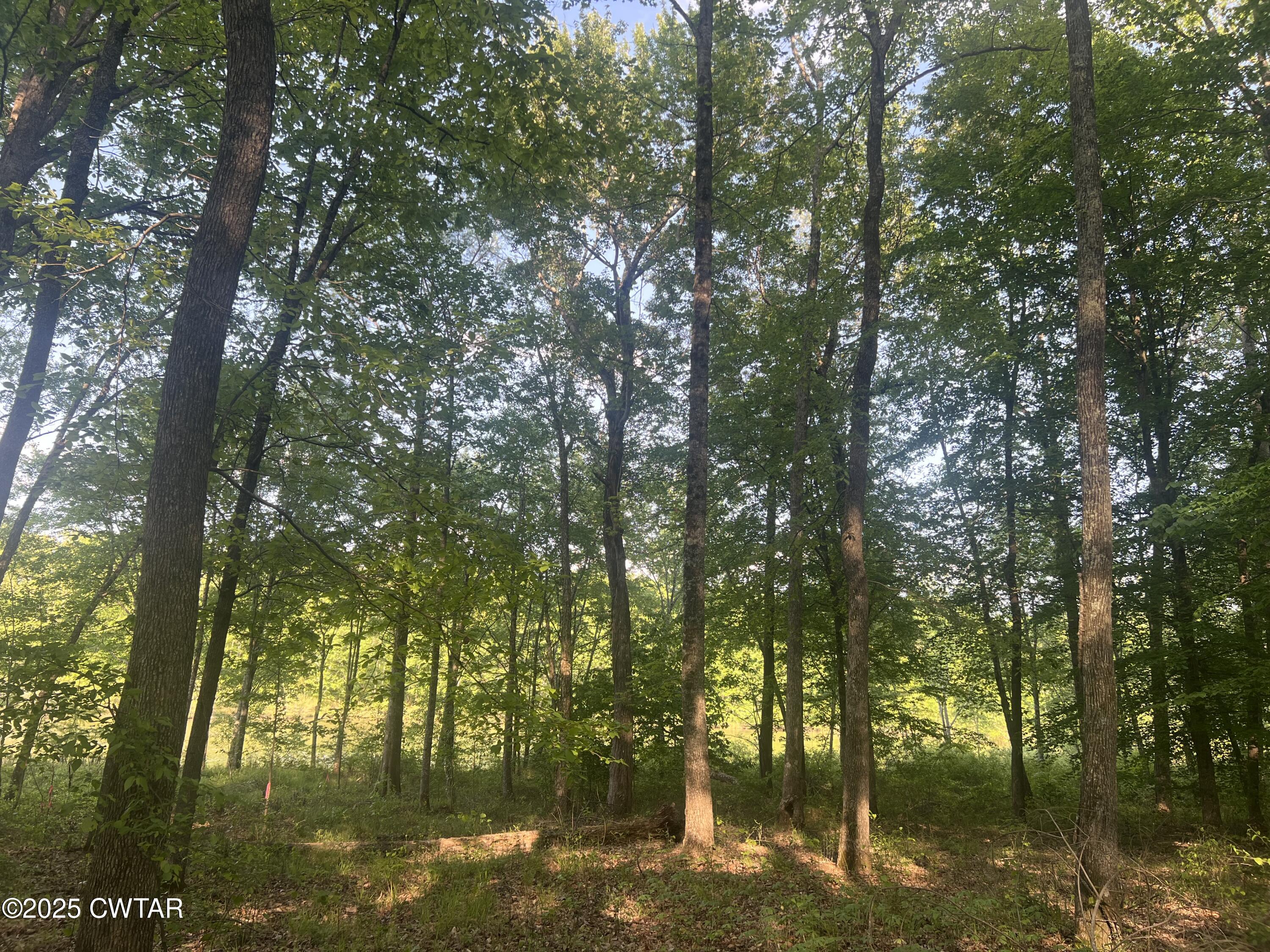 0 Excalibur Trail Cedar Grove, TN 38321 - Photo 9 of 10 IMG_7815 (1)