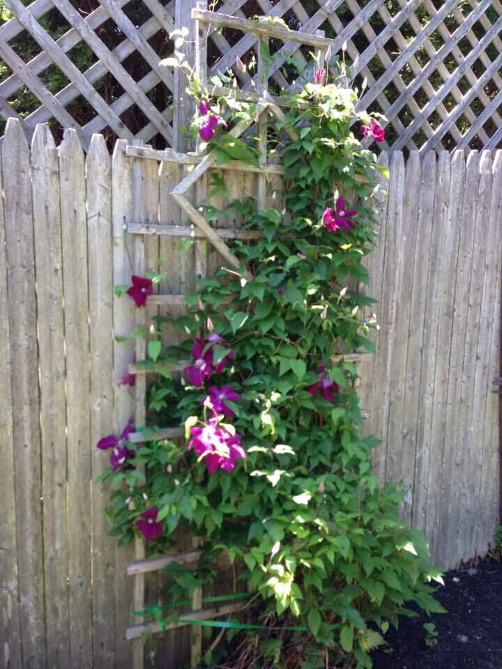 68 Alpine Road Portland, ME 04103 - Photo 71 of 86 Clematis 1