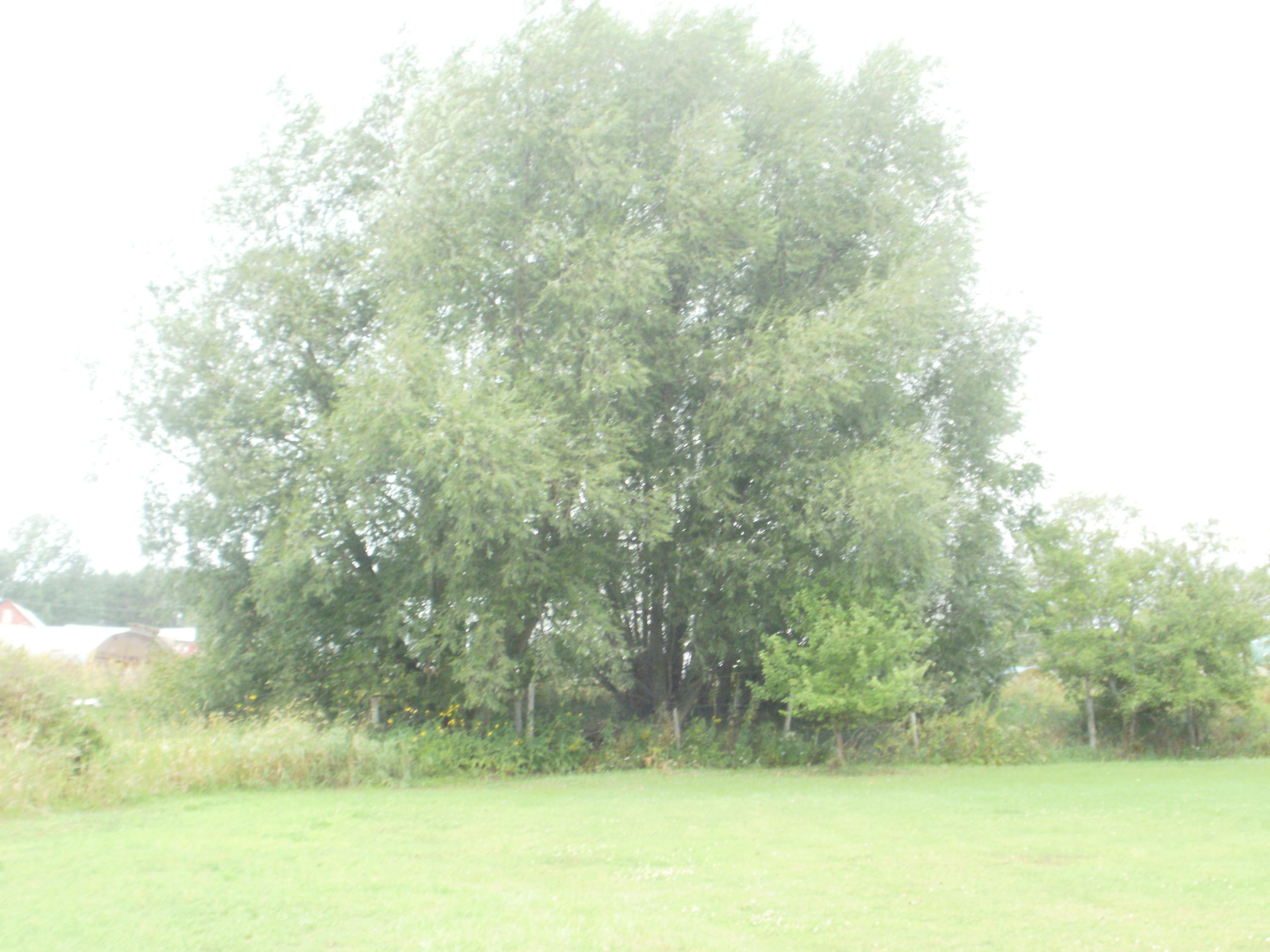 1551 Woiderski Road Cheboygan, MI 49721 - Photo 74 of 93 Gallery Image 74