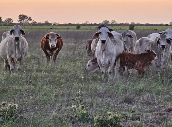 $237,000 | N/a Old Columbus Road North, Sealy, TX 77474