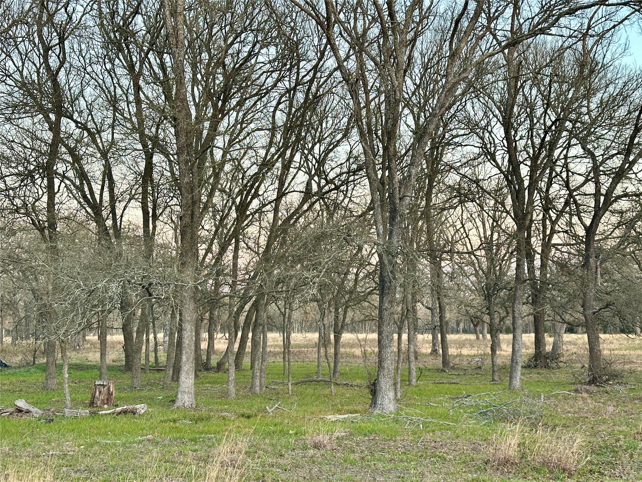 118 Rd Giddings Tx 78942 Road Giddings, TX 78942 - Photo 4 of 11 a backyard of a house with lots of trees